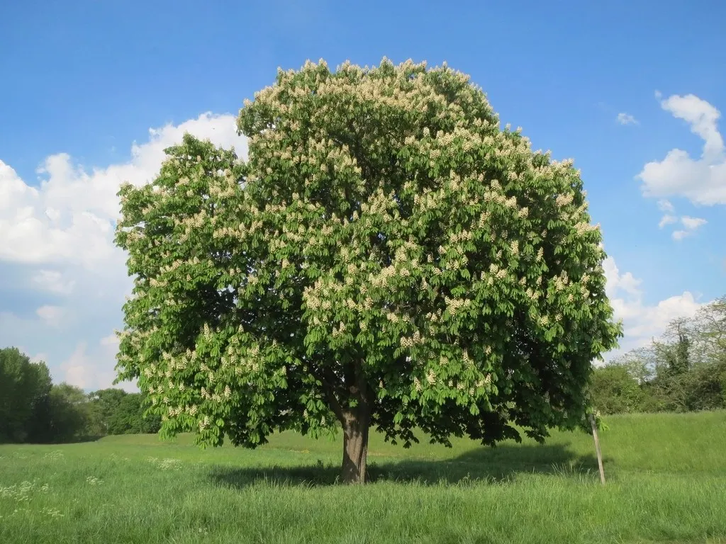 Horse chestnut tree in bloom in a meadow
