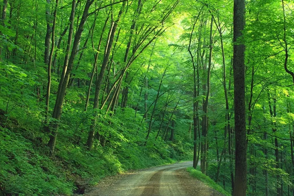 Sentiero nel bosco tra alberi verdi